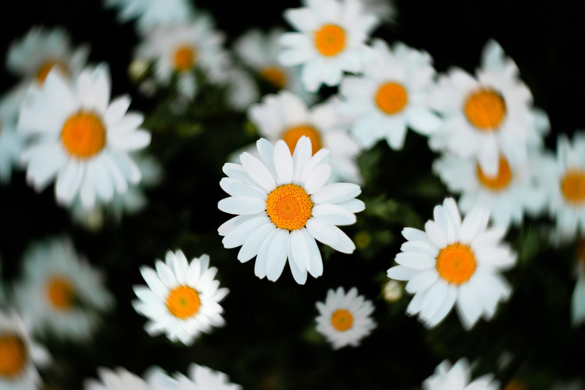 White flowers image